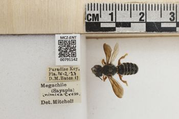 Media type: image;   Entomology 791142 Aspect: Labels
